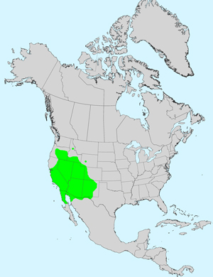 Small Wirelettuce, Stephanomeria exigua: Click image for full size map: